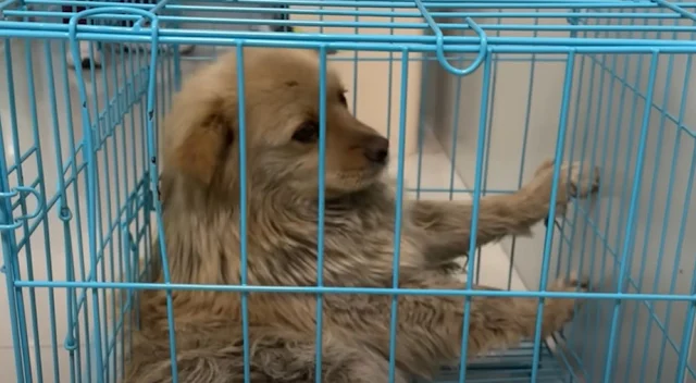 Extra image from article