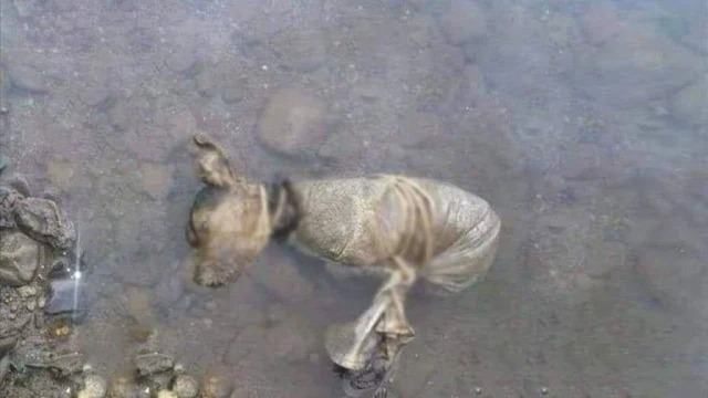 As Kaden gradually gained consciousness,...