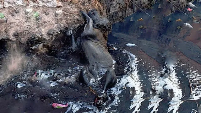 Despite being in pain, the dog's strong ...