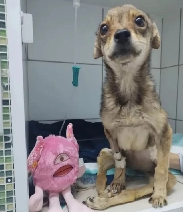 Extra image from article