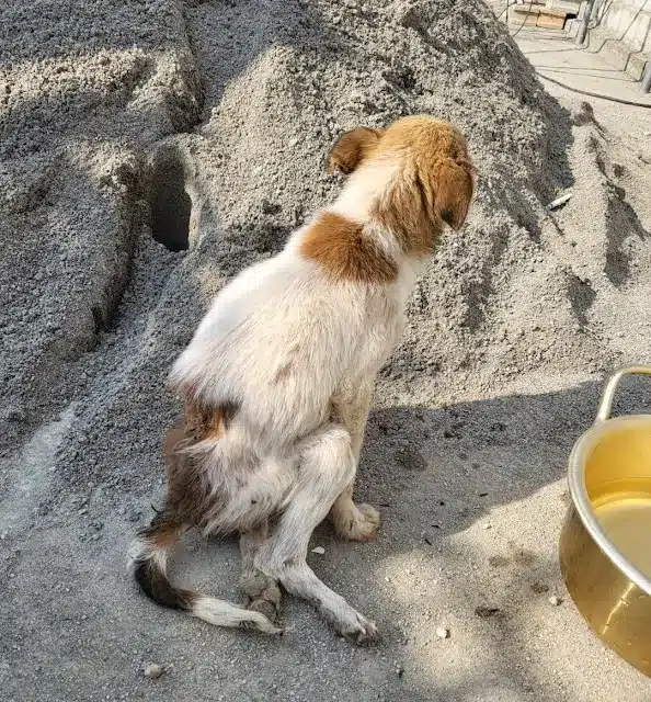 Extra image from article