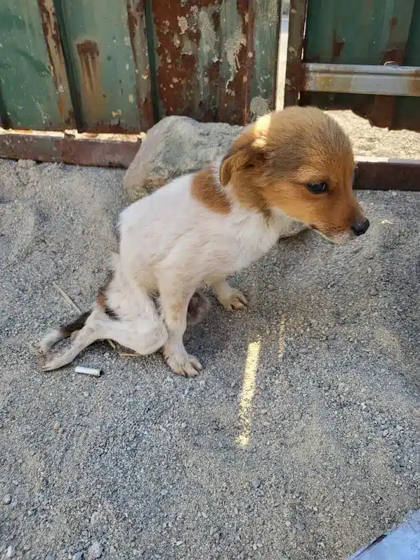 Extra image from article