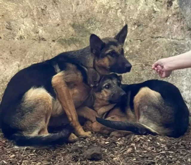 The team, known for rescuing abandoned a...