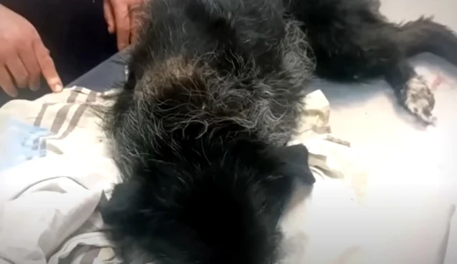 Determined to help, they knocked repeate...