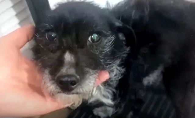 The vet was taken aback by the dog’s sta...