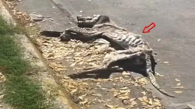 I immediately offered the dog some fresh...