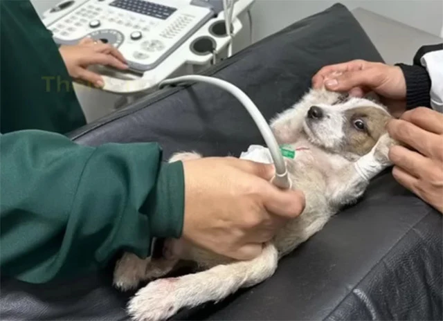 The veterinarian who treated him was sho...