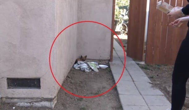 After his rescue, Scooby-Roo was taken f...