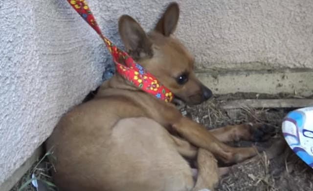 Extra image from article