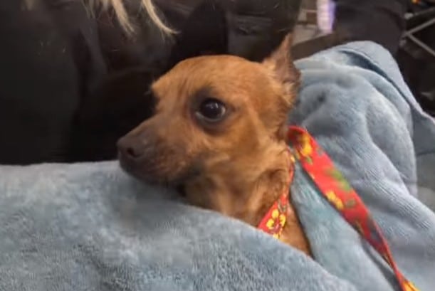 Extra image from article