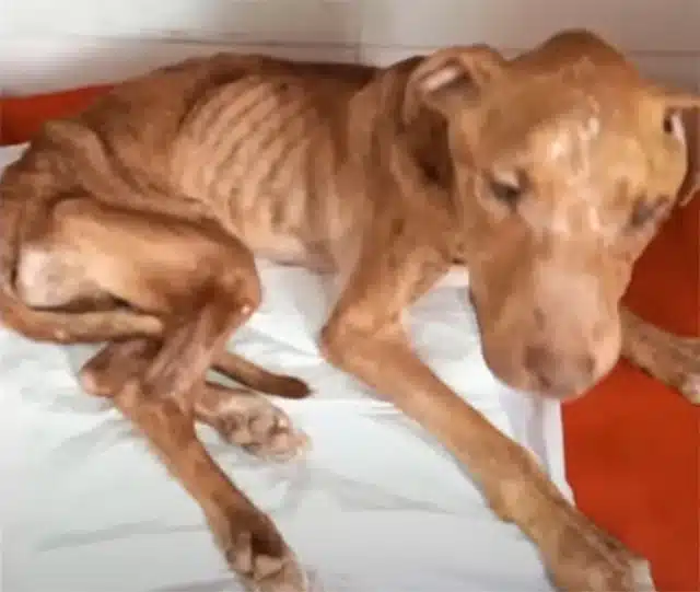 During one of his outings, Scooby caught...