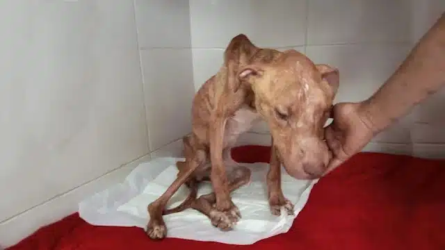 Welcomed warmly into the family, Scooby ...