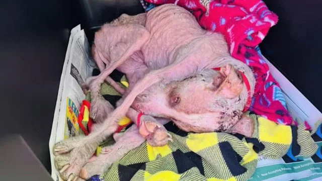 Despite his challenging condition, Magnu...