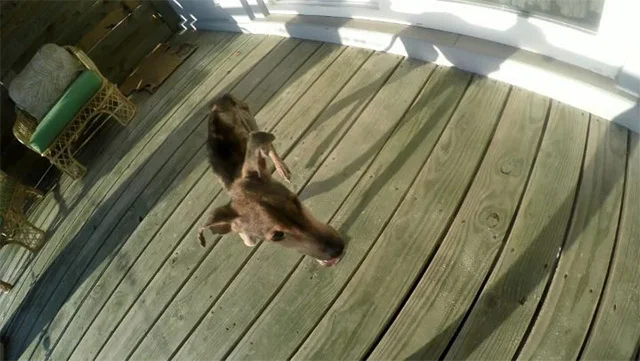 Determined to help, Wesley quickly wrapp...