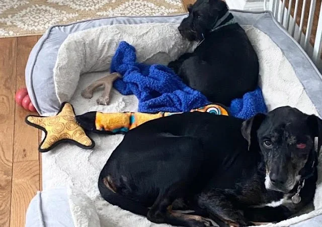 Extra image from article