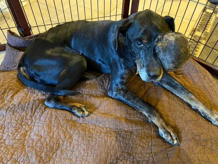 To ensure his safety and well-being, Gus...