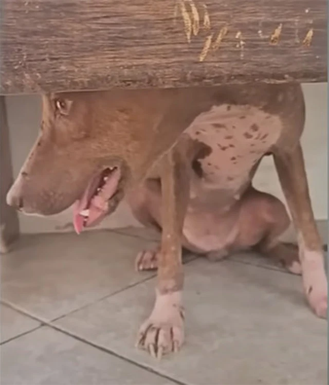 Extra image from article