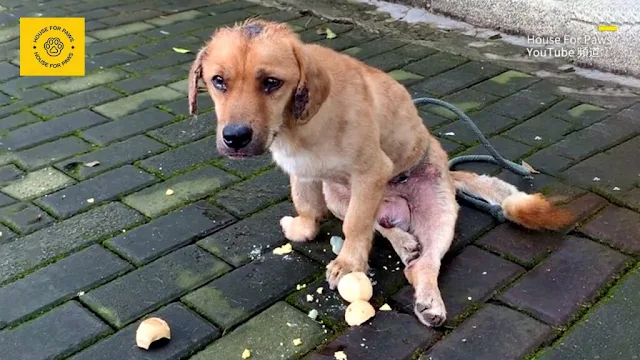 Though the dog made no sound, its eyes r...