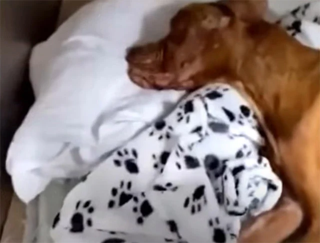 Baxter's journey from a struggling stray...
