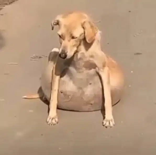 As an immediate response, the veterinary...