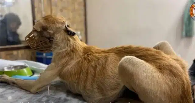 Extra image from article