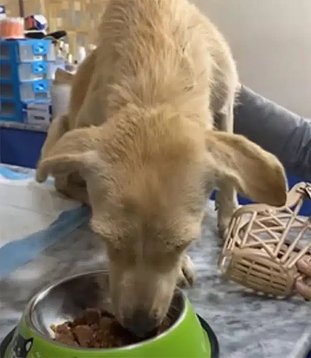 Extra image from article