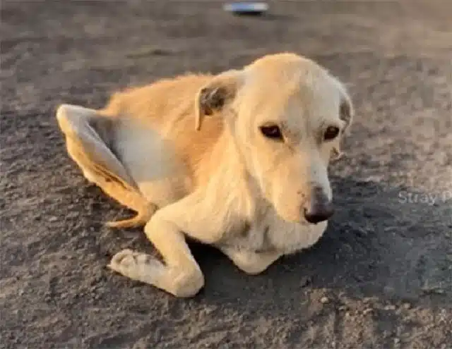 Extra image from article