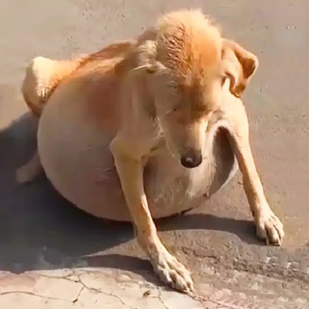 The dog's abdomen was alarmingly swollen...