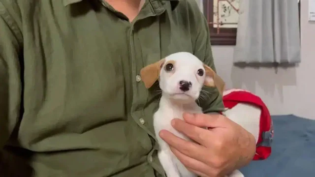Let this puppy's story serve as a call t...