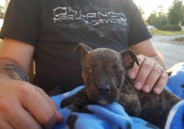 To assist her, the rescue took Sunshine ...