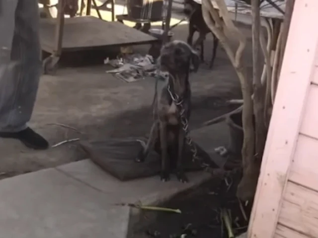 Unwilling to abandon the mother dog, Lis...