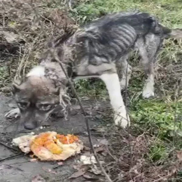 In a desperate effort, a rescuer took Ri...