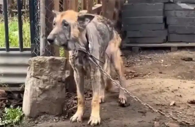 A deep bond blossomed between the dog an...