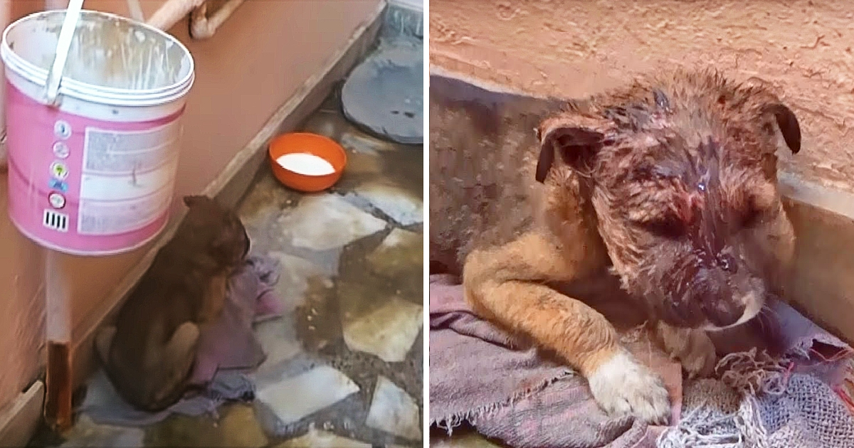 This unfortunate little pup was found ly...
