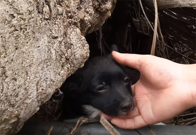 The puppy, soon named Hope, was welcomed...