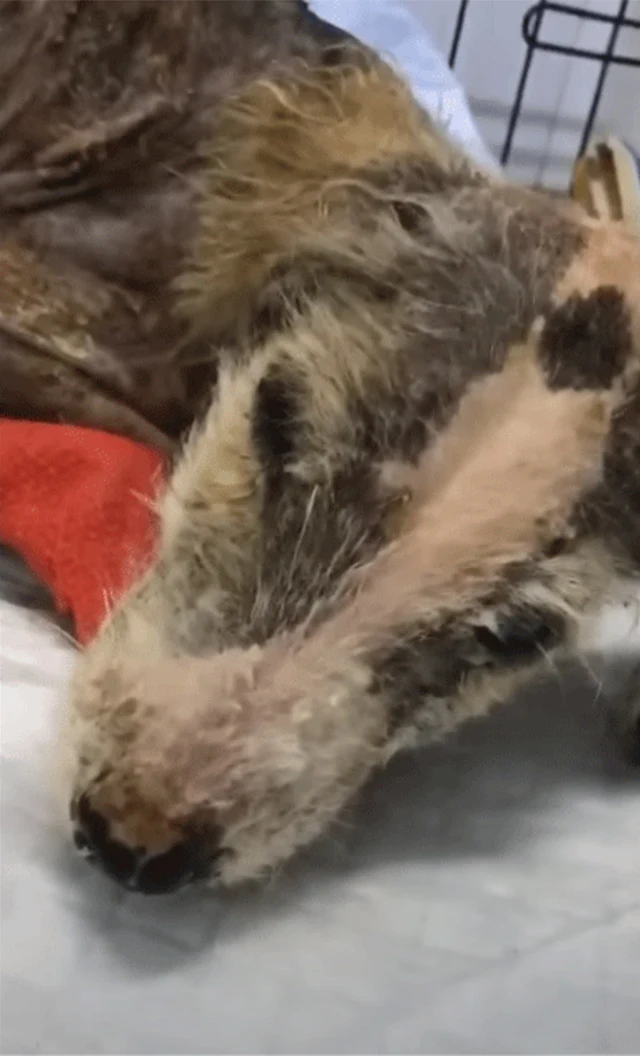 Linda’s story highlights the profound im...