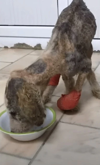 Extra image from article