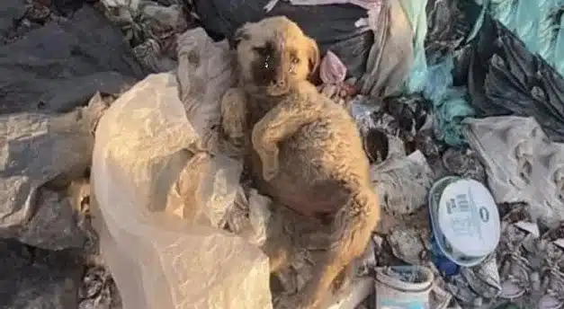 Barely able to stand and with a faint he...