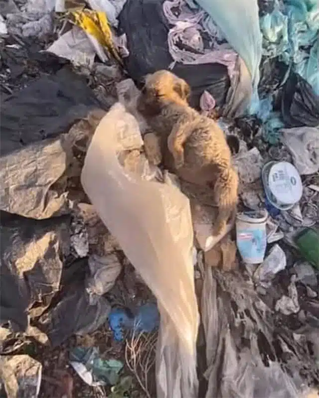 Initially, the puppy was terrified and h...