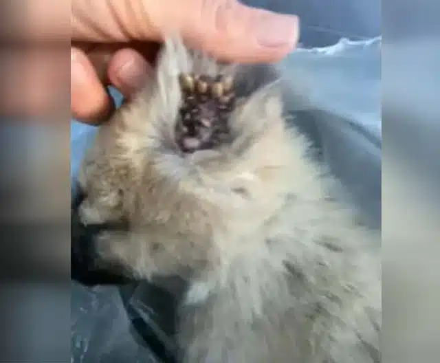 This puppy's journey is a testament to t...