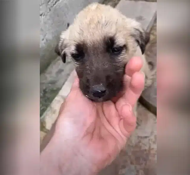 Extra image from article