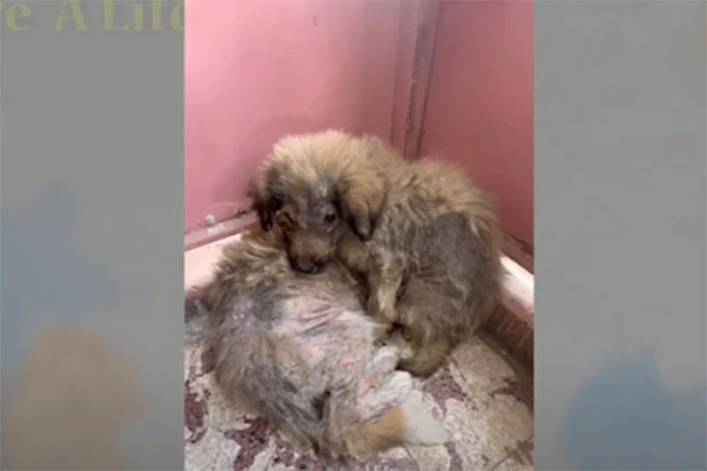 Their story is a reminder of many animal...