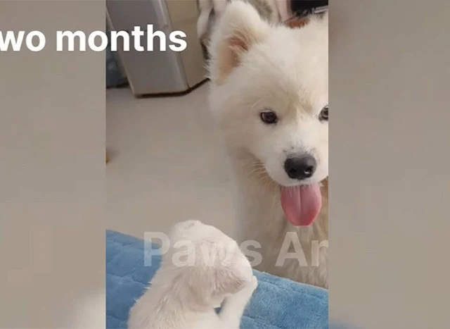 Witnessing him embrace the joys of frien...