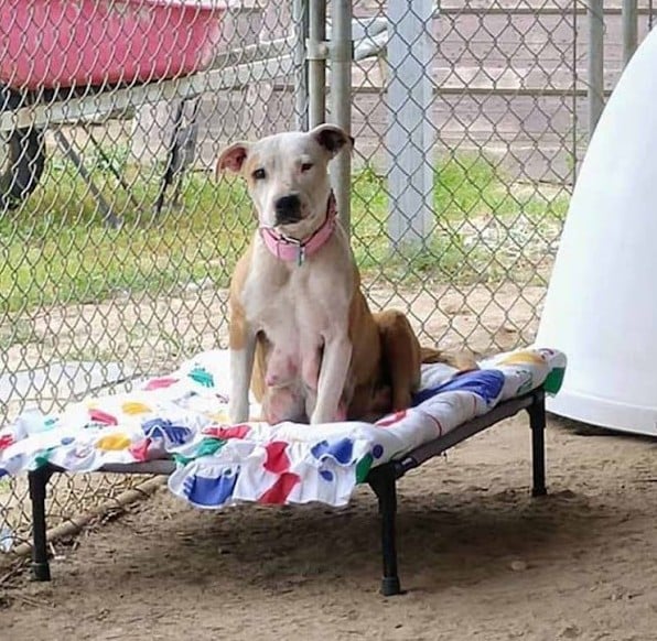 The very next day, Friday, Betty Boop ma...