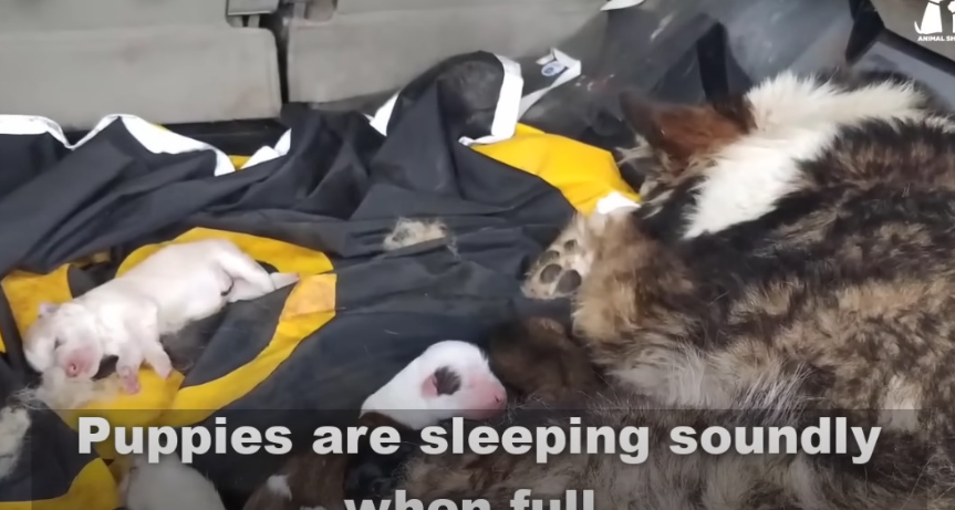 Her strength and love for her puppies ne...