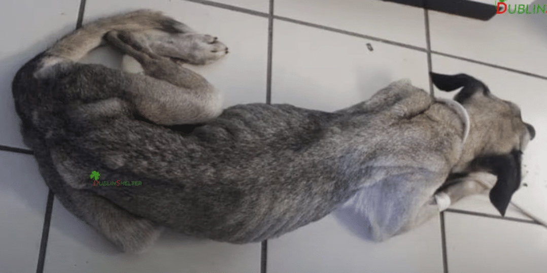 The veterinarian who first examined Prin...