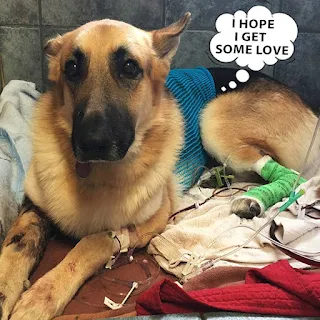 Amidst this heartbreak, Noah’s journey i...