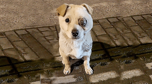 The sound was unmistakable—harsh, uneven...