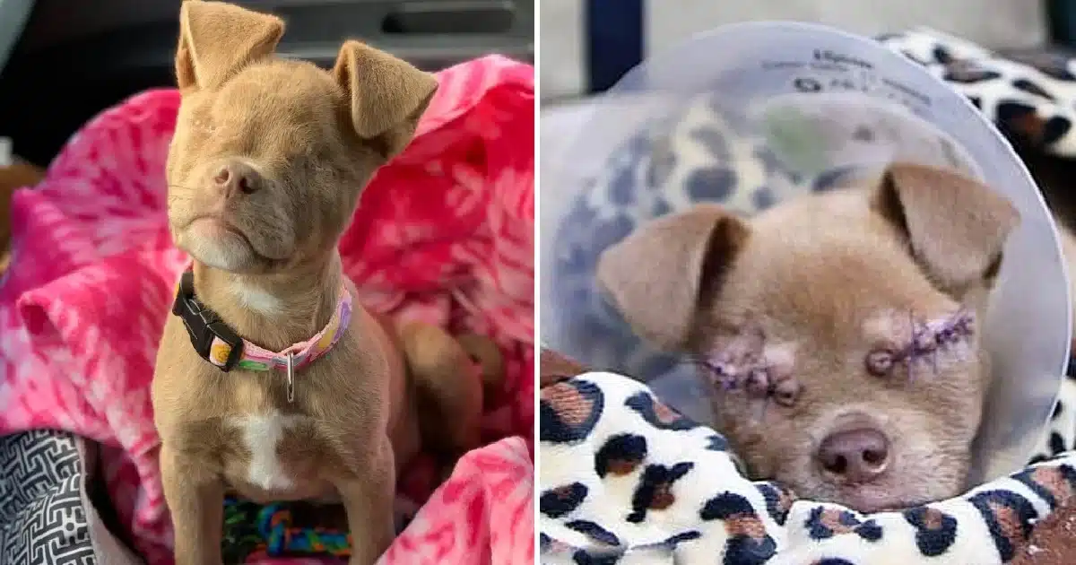 Puddin faced significant challenges from...