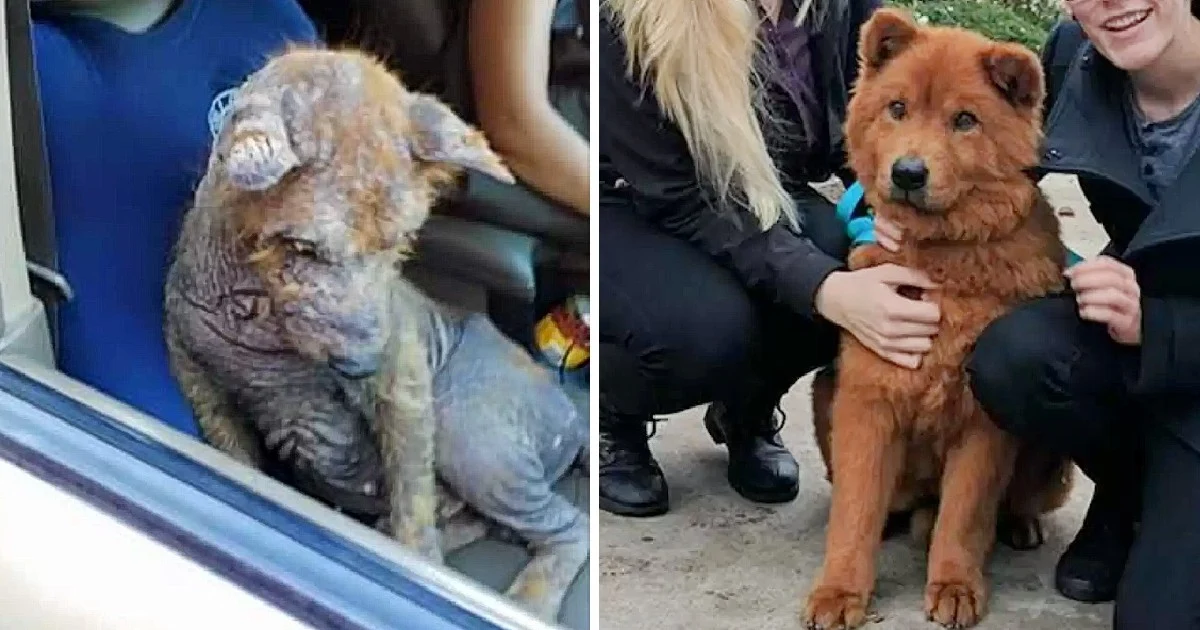 One such tale is about a young rescuer n...